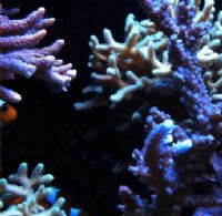 Les coraux Biorock. Publié le 24/01/12